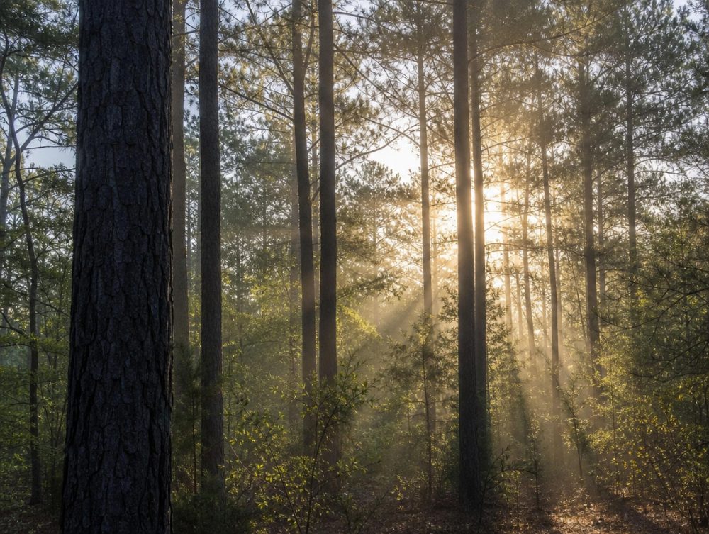 Tall pine trees in soft morning light
